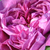 Violet - Rosier hybride perpetuel - Reine des Violettes